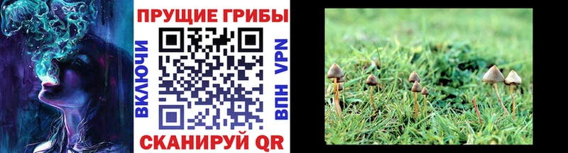 Галлюциногенные грибы мухоморы Новосиль